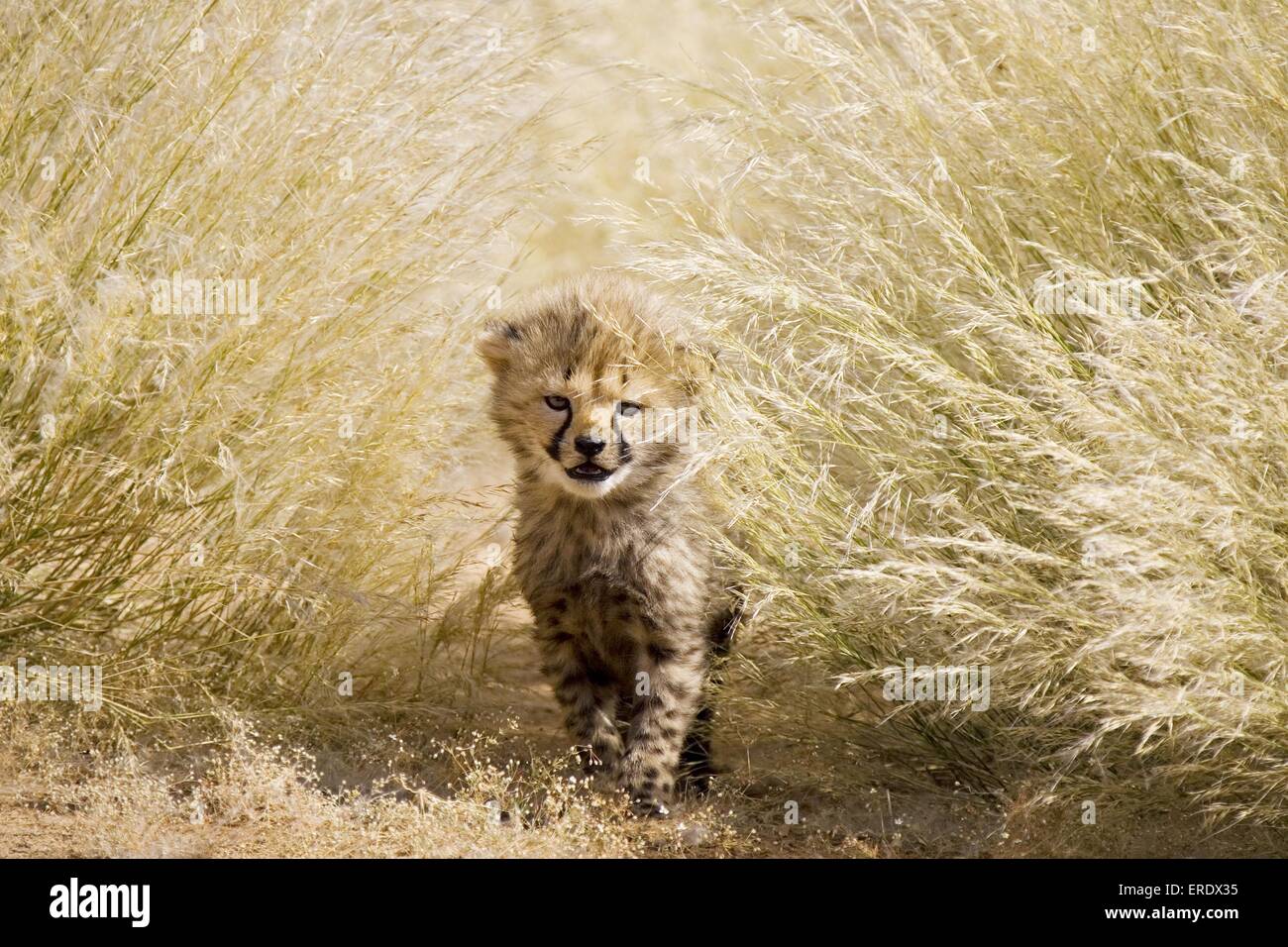 young cheetah Stock Photo