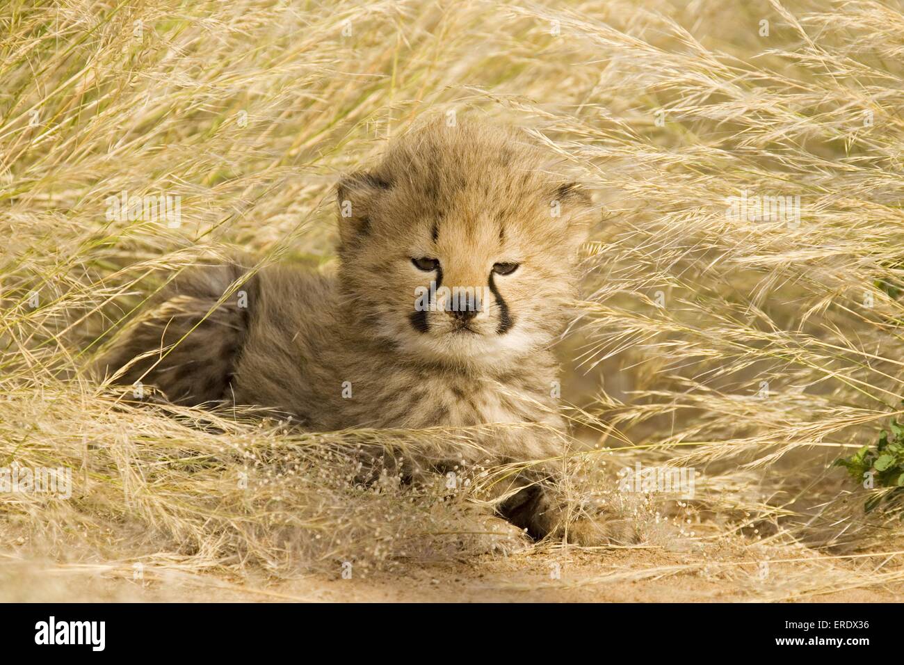 young cheetah Stock Photo