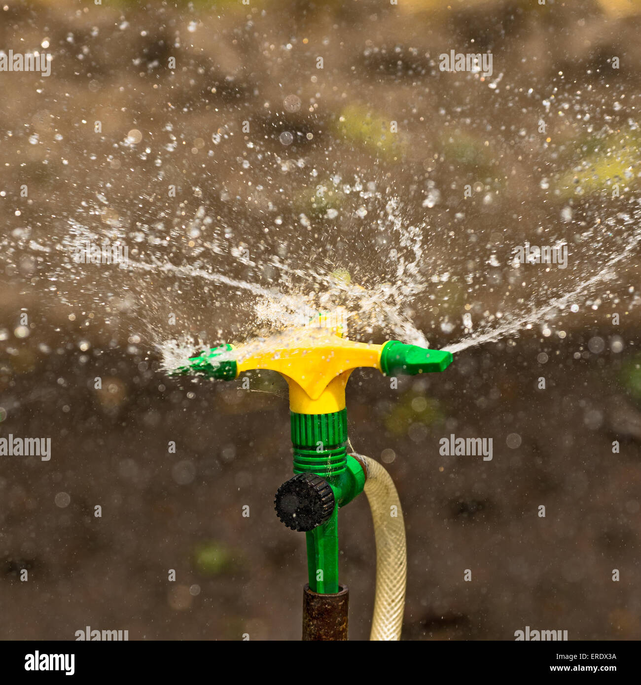 Plastic Home Gardening Irrigation Sprinkler in Operation on Cultivated Agricultural Garden Stock Photo