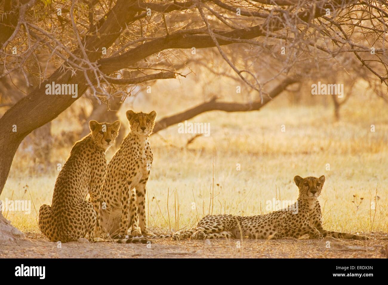 cheetahs Stock Photo