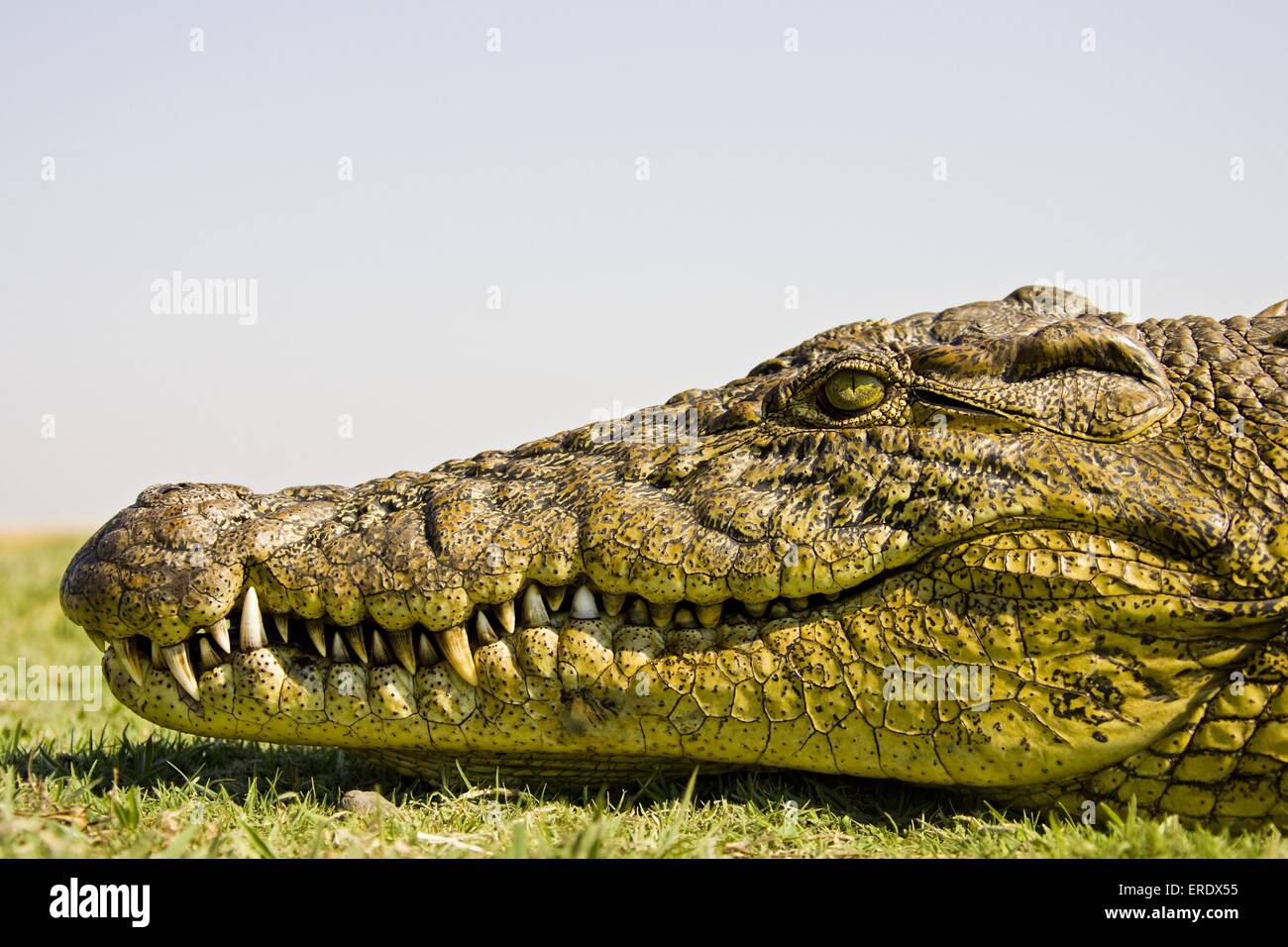 Crocodile profile hi-res stock photography and images - Alamy