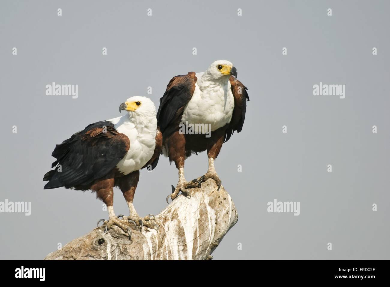 African fish eagles Stock Photo