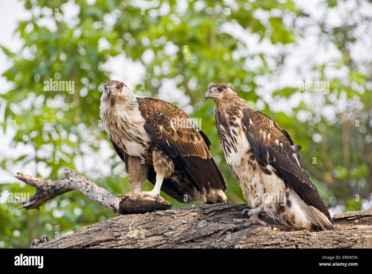 African fish eagles with fish Stock Photo