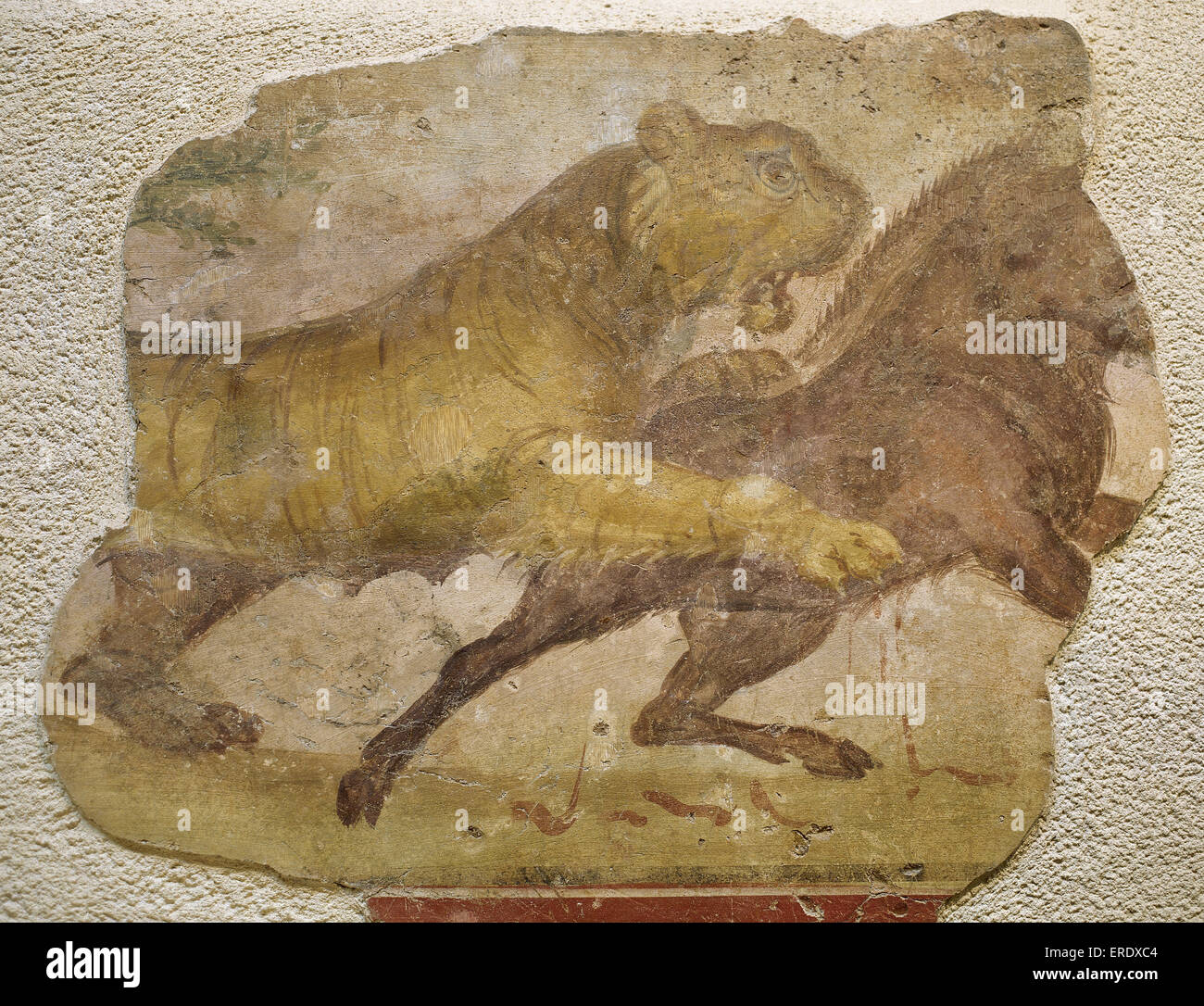 A tiger attacking a wild boar. Roman painting. Domus. 4th C. From Merida (Augusta Emerita). National Museum of Roman art. Merida. Spain. Stock Photo