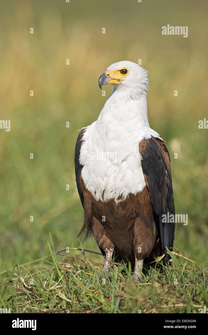 African fish eagle Stock Photo - Alamy