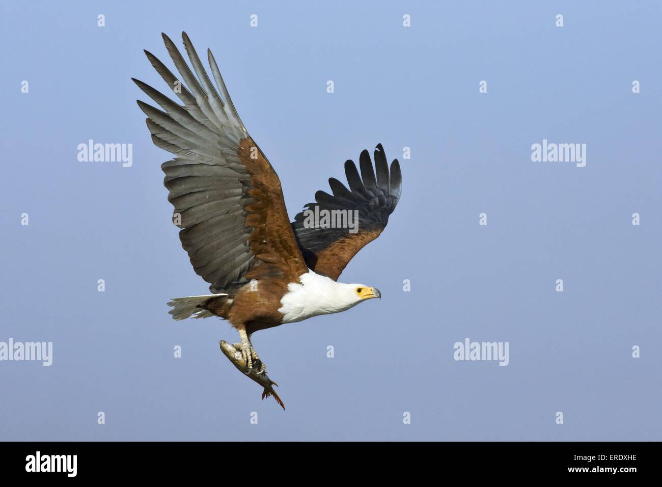 African fish eagle with fish Stock Photo - Alamy