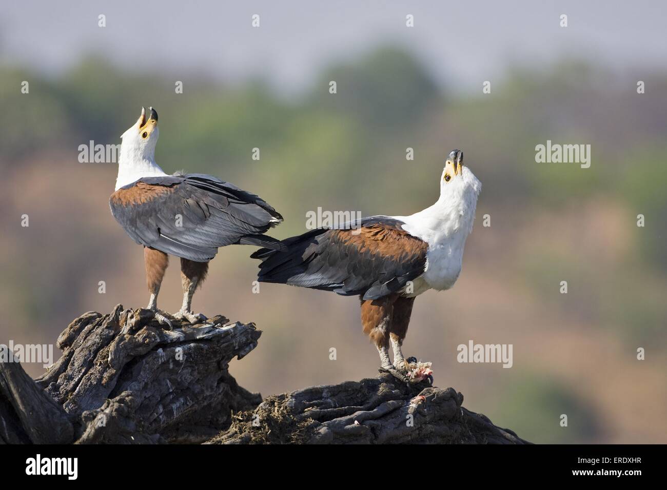 African fish eagles Stock Photo