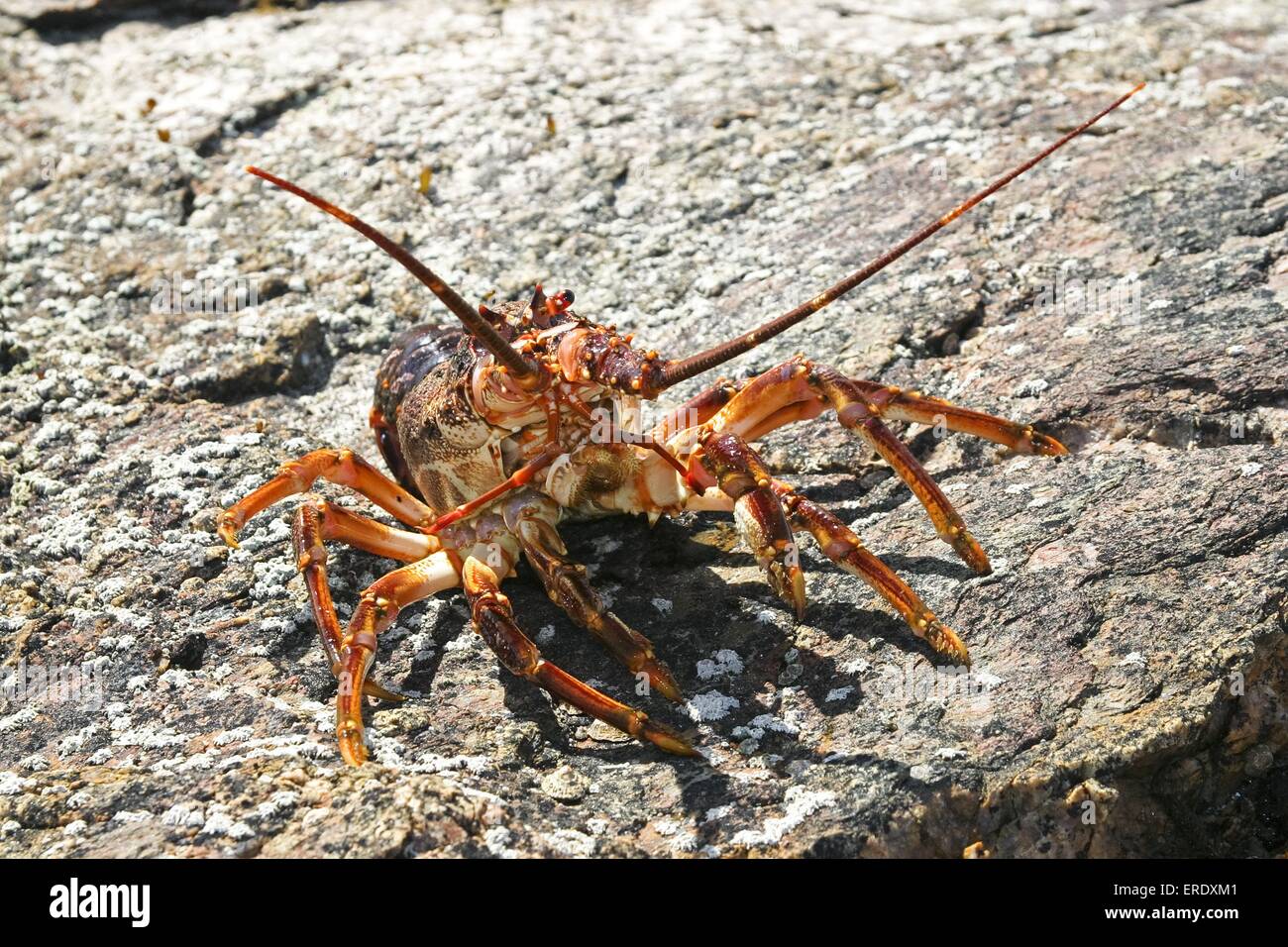 One lobster hi-res stock photography and images - Alamy
