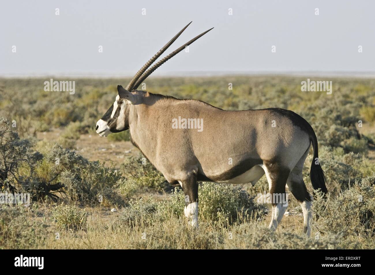 Gemsbok Stock Photo