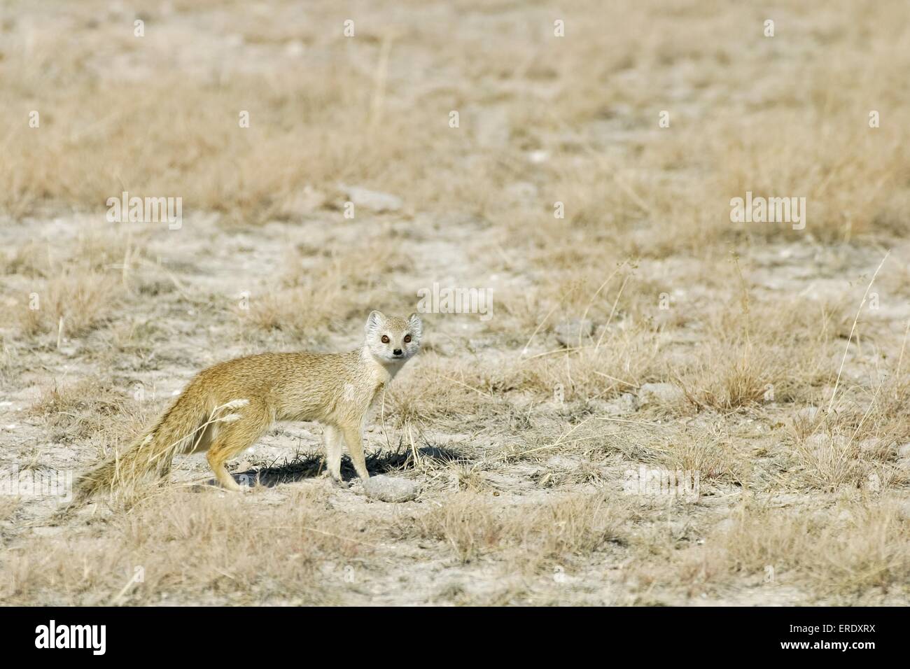 Yellow Mongoose Stock Photo