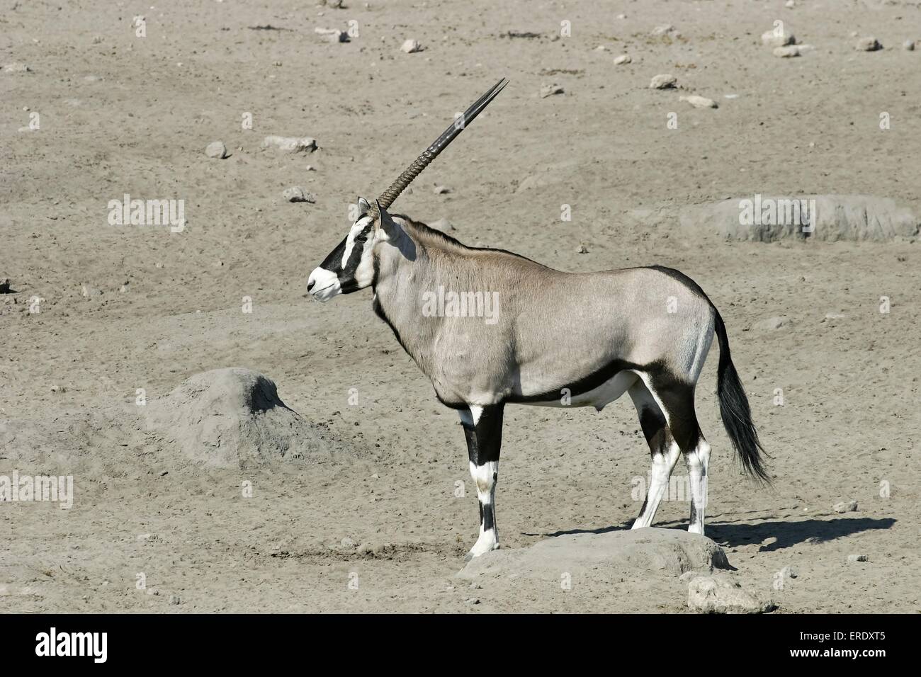 Gemsbok Stock Photo