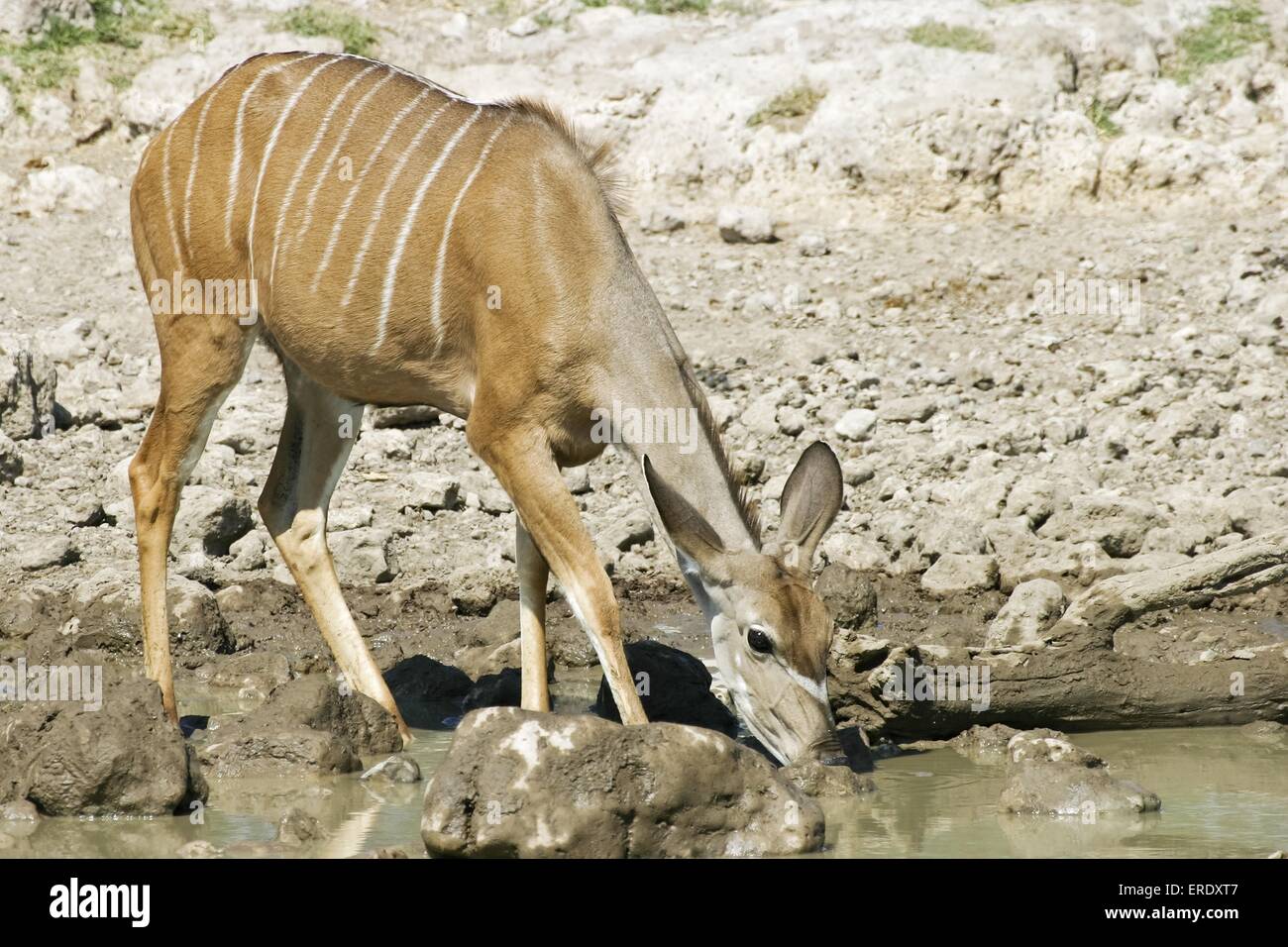 Greater Kudu Stock Photo