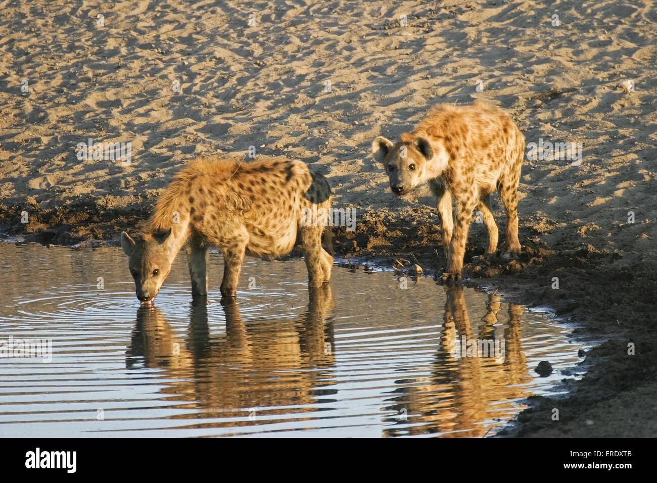 Spotted Hyenas Stock Photo