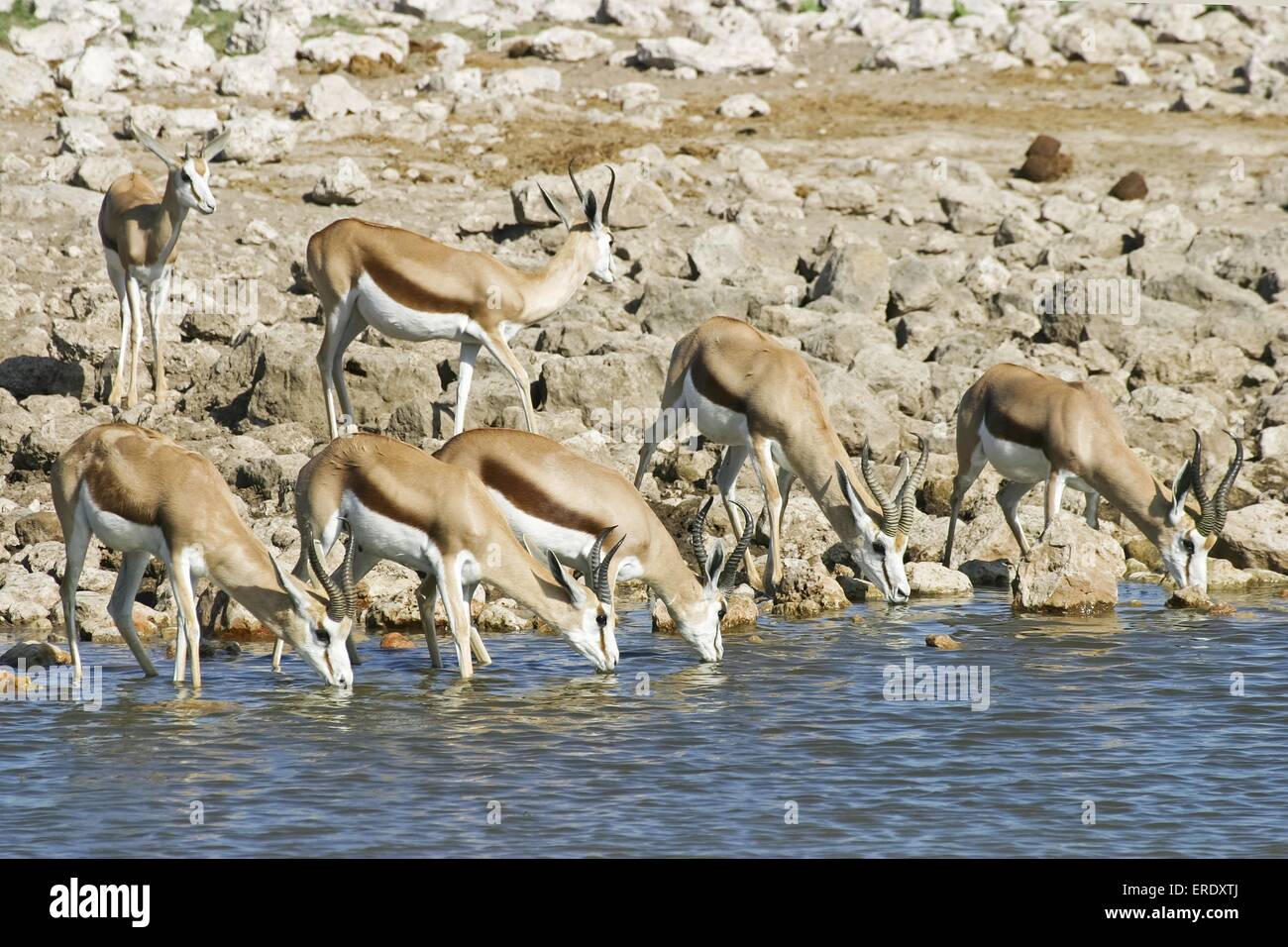 drinking Springboks Stock Photo