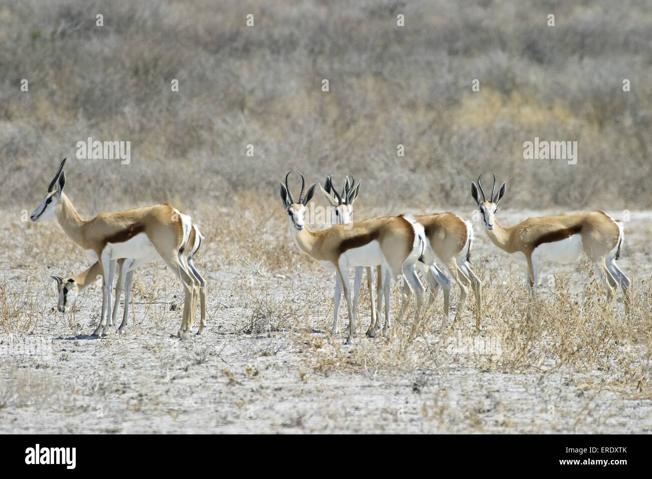 Springboks Stock Photo