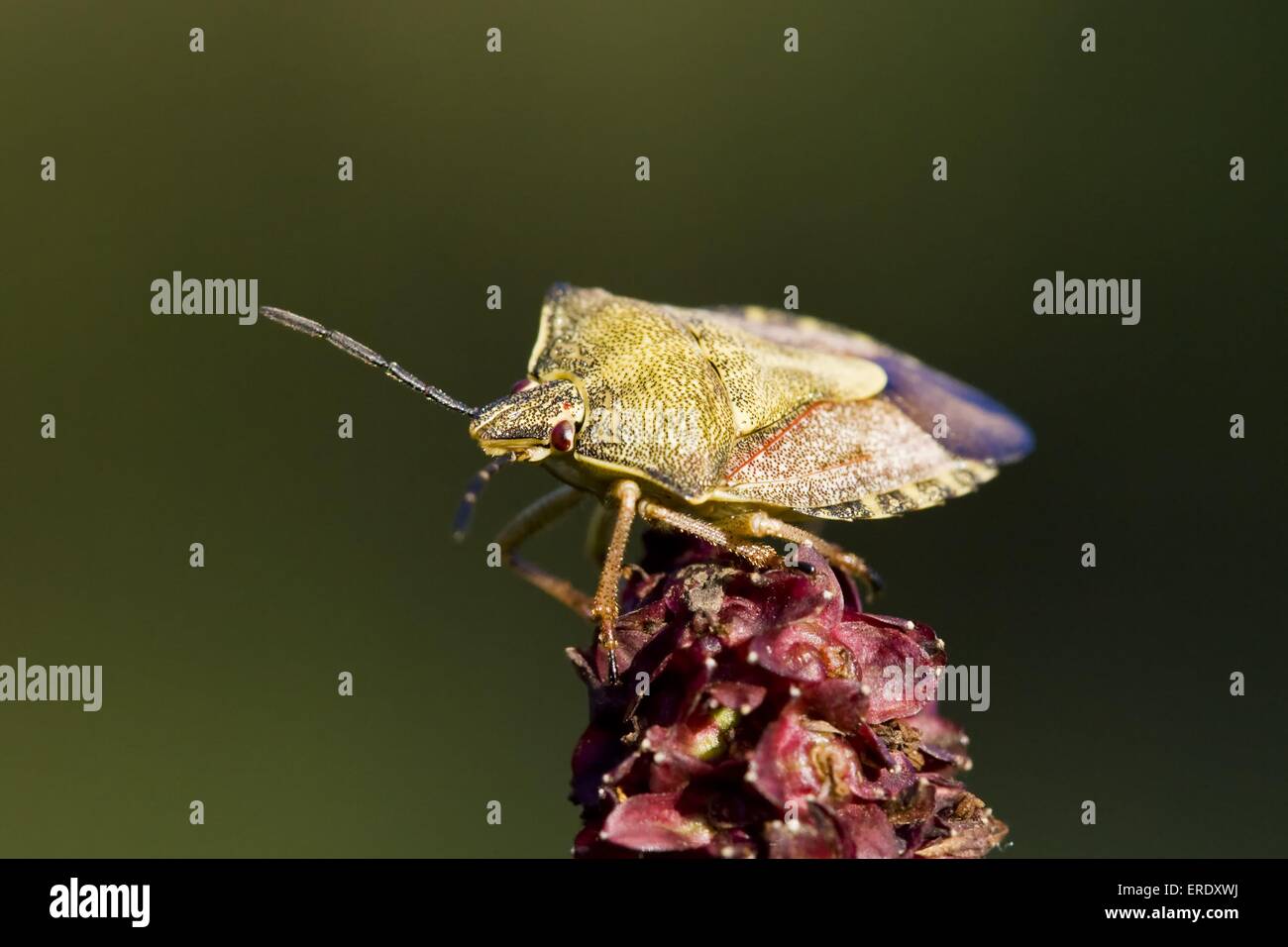 bug Stock Photo