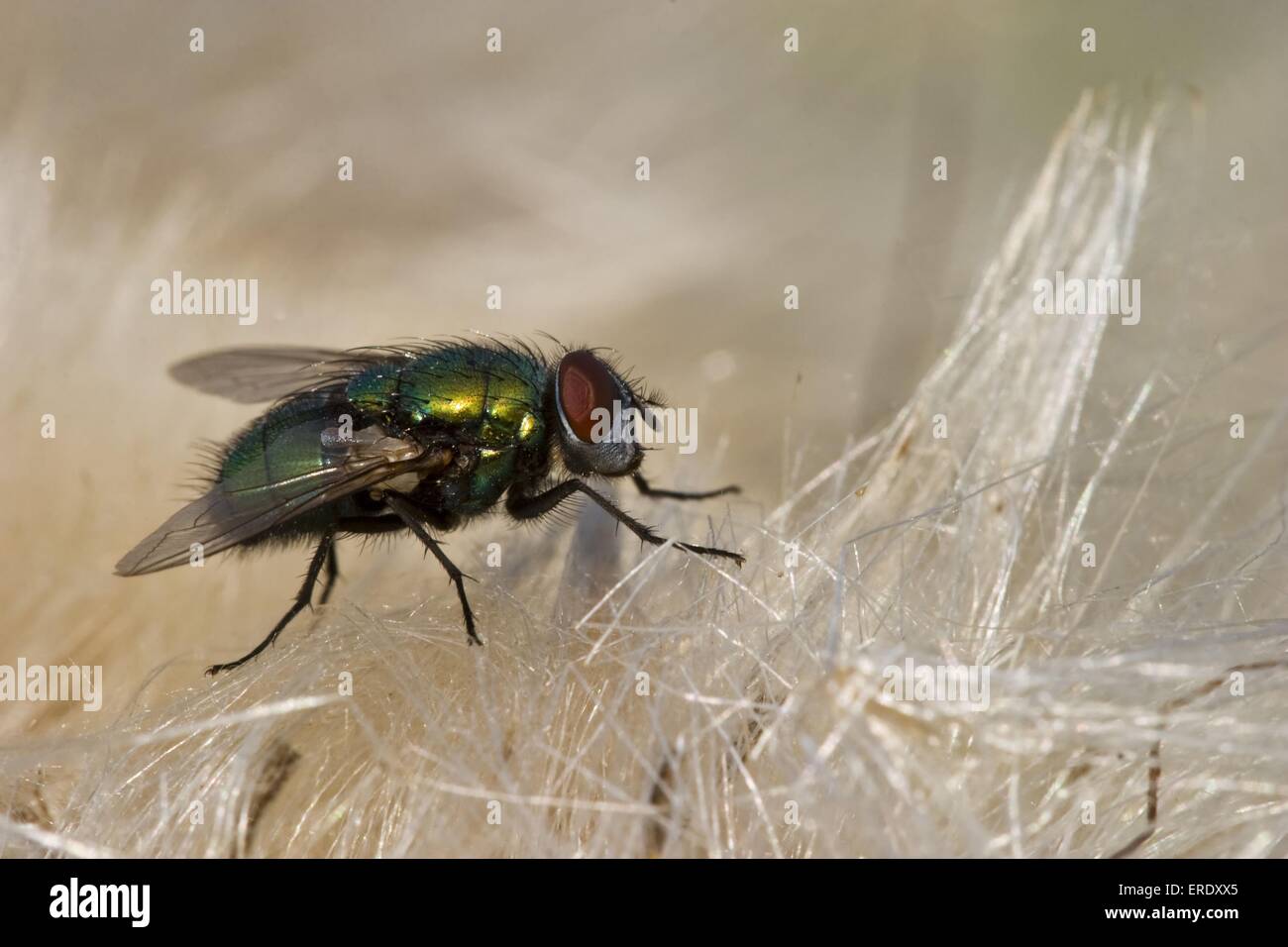 blow fly Stock Photo