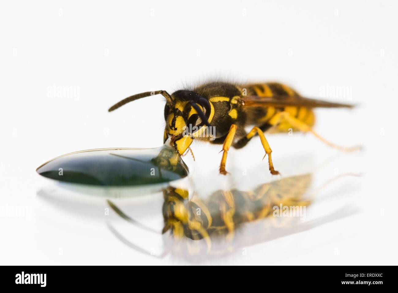 Common wasp Stock Photo