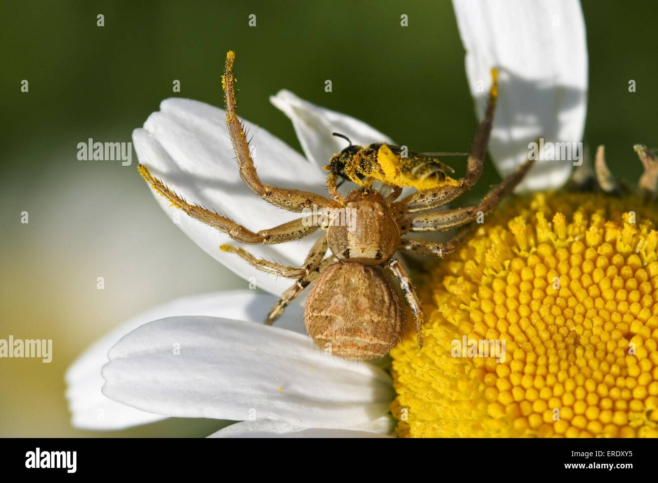 Brown crab spider Stock Photo Alamy