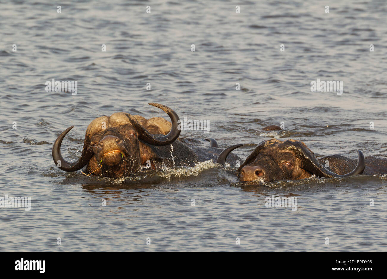 Cape Buffalo (Syncerus caffer caffer), two bulls on the left and one cow swimming through the Chobe River, Chobe National Park Stock Photo