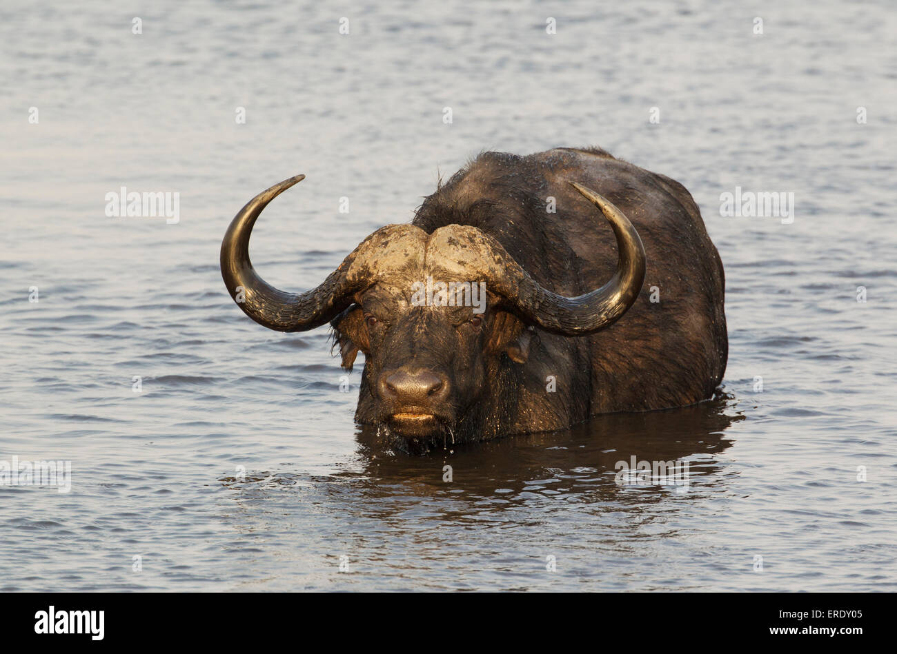 Cape Buffalo (Syncerus caffer caffer), bull just swam through the Chobe River, Chobe National Park, Botswana Stock Photo