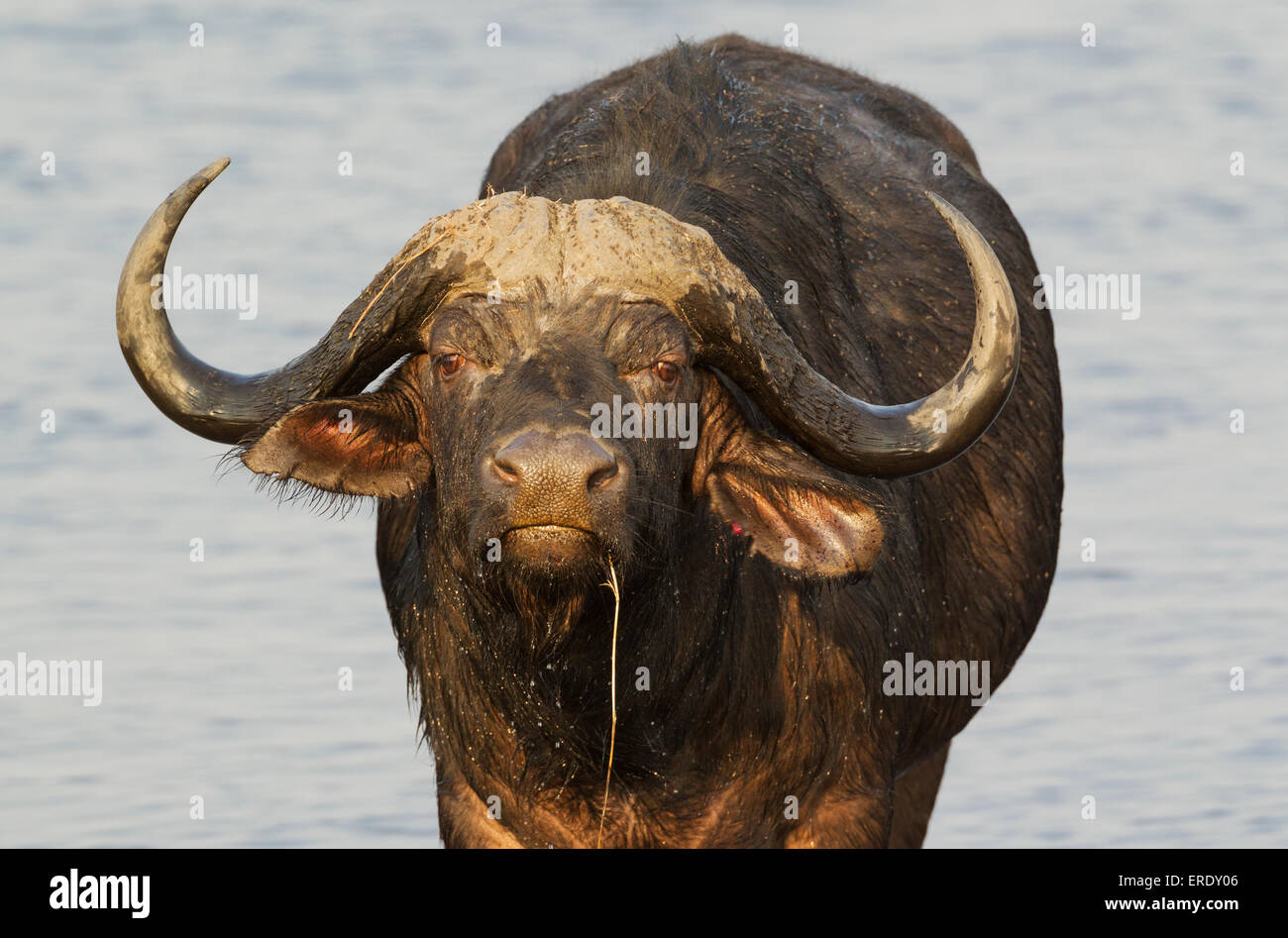 Cape Buffalo (Syncerus caffer caffer), bull at the Chobe River, Chobe ...