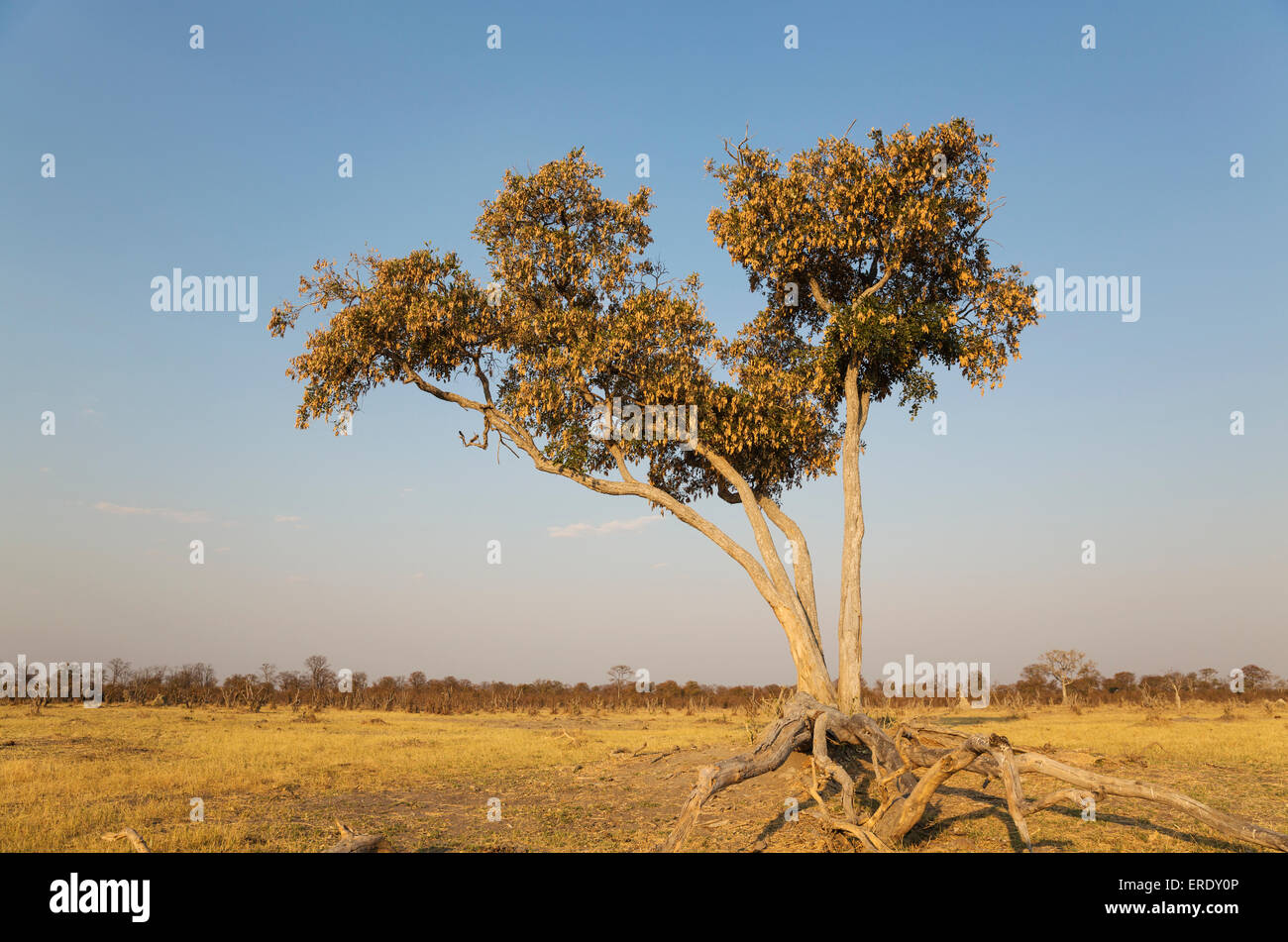 Apple-leaf tree (Lonchocarpus capassa), Savuti, Chobe National Park, Botswana Stock Photo