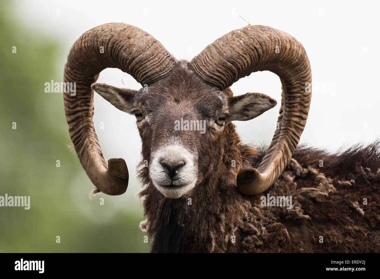 European mouflon (Ovis orientalis musimon), captive, Saarland, Germany Stock Photo