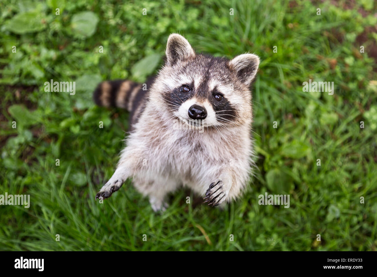 Raccoon (Procyon lotor), captive, Saarland, Germany Stock Photo