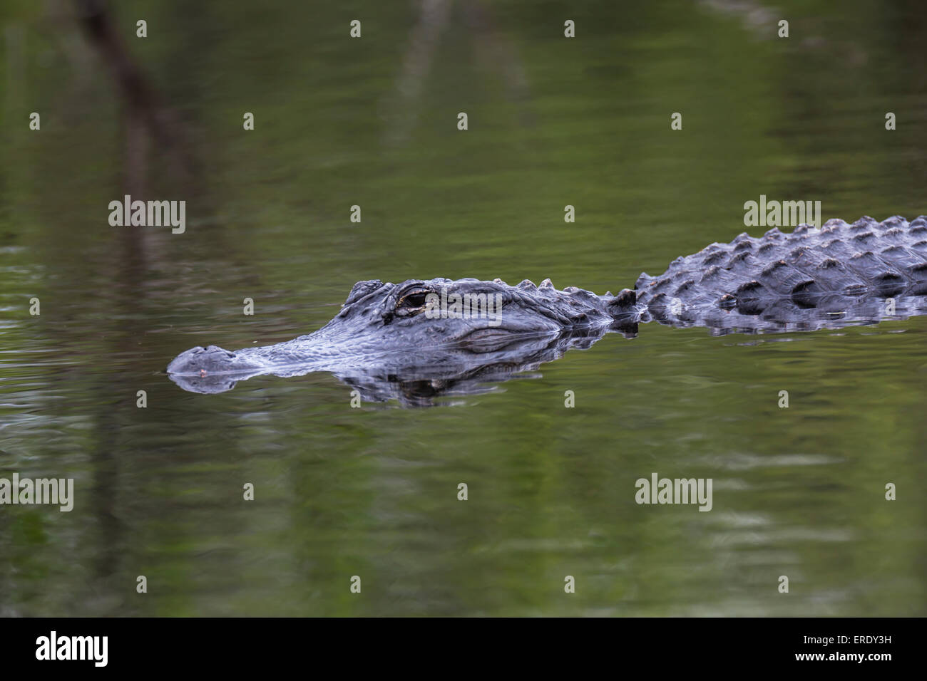 American Alligator (Alligator mississippiensis) swimming in water, Everglades National Park, Florida, USA Stock Photo