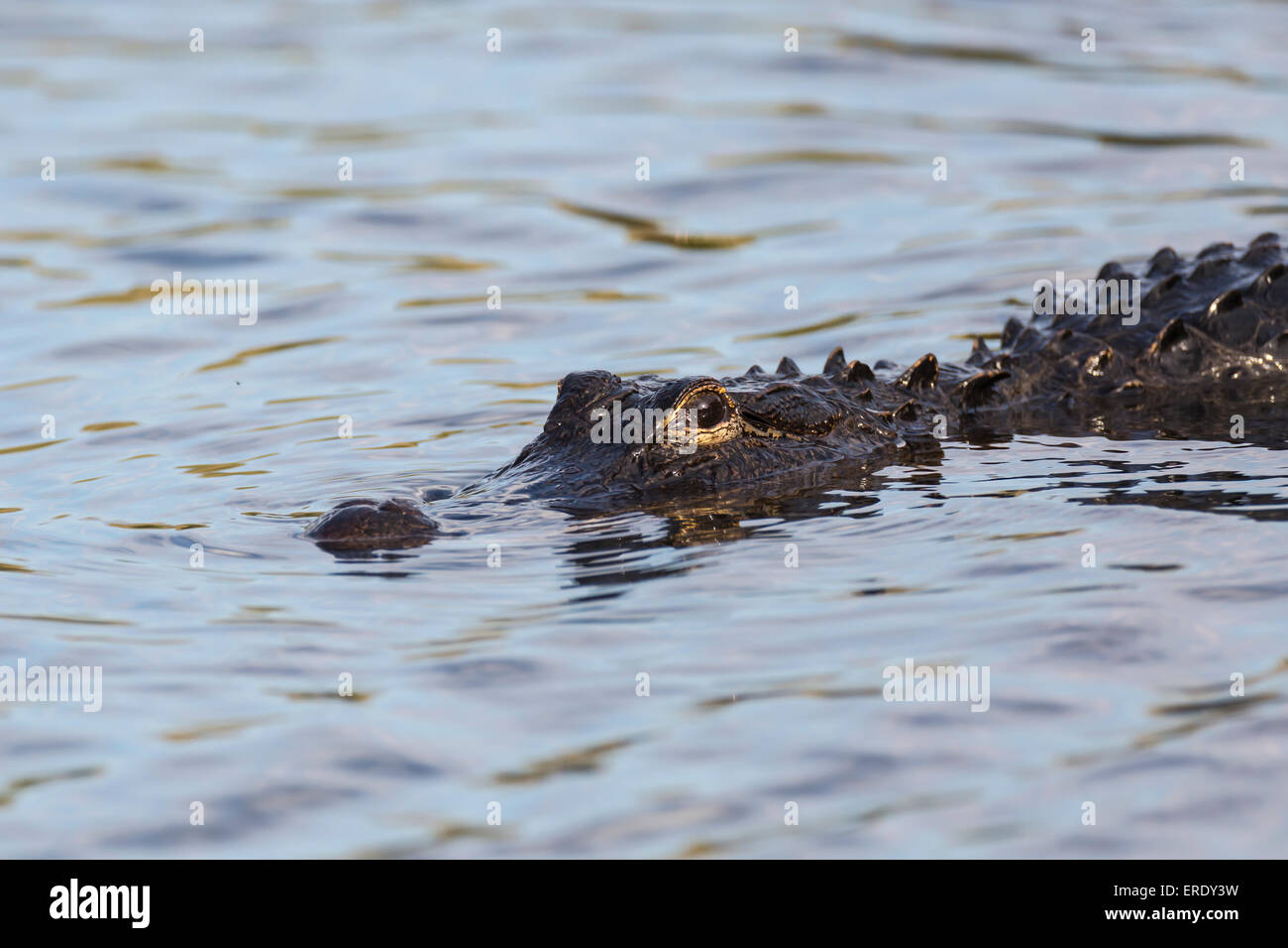 American Alligator (Alligator mississippiensis) swimming in water, Everglades National Park, Florida, USA Stock Photo