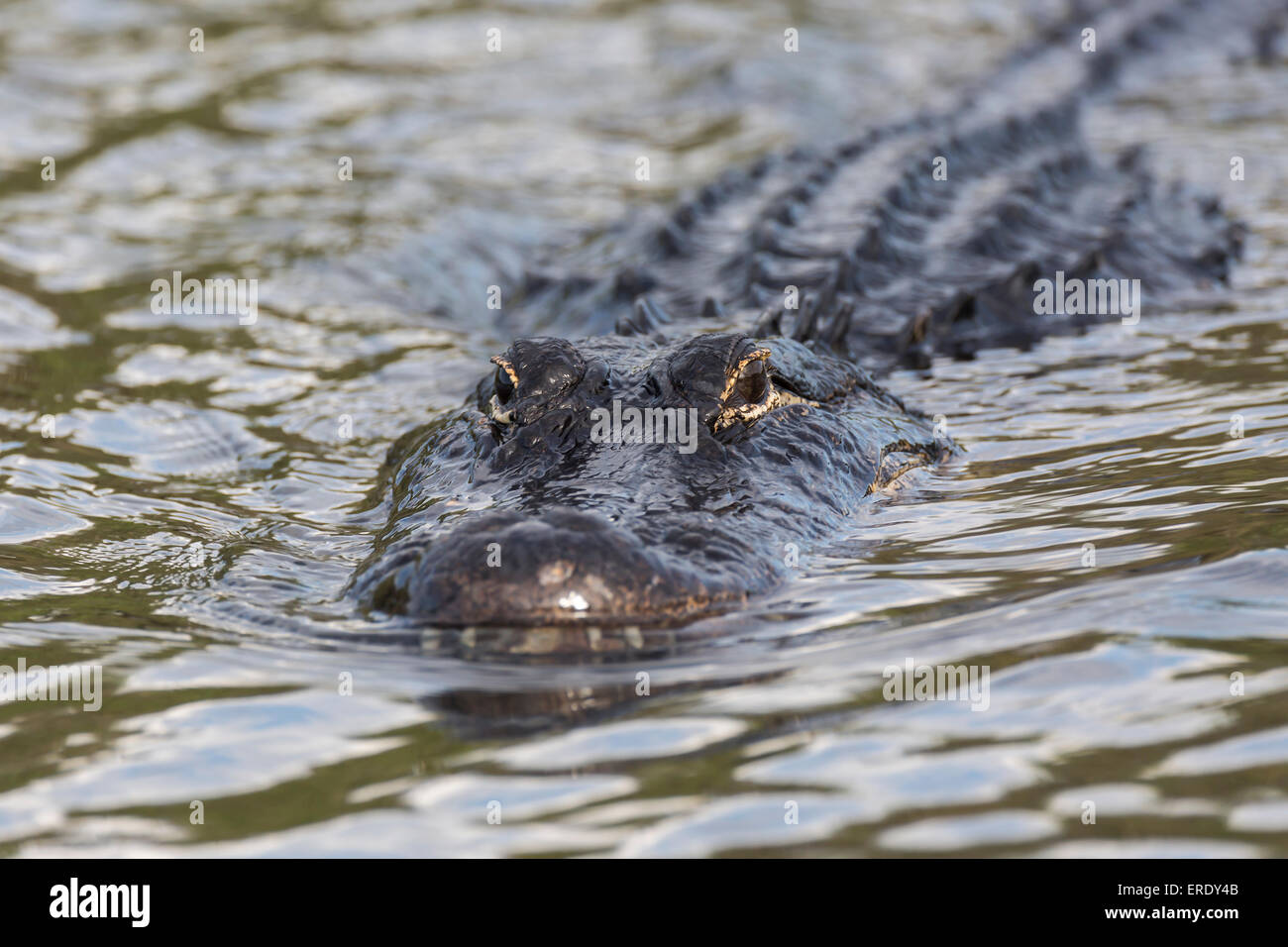 American alligator (Alligator mississippiensis) swimming in water, Everglades National Park, Florida, USA Stock Photo