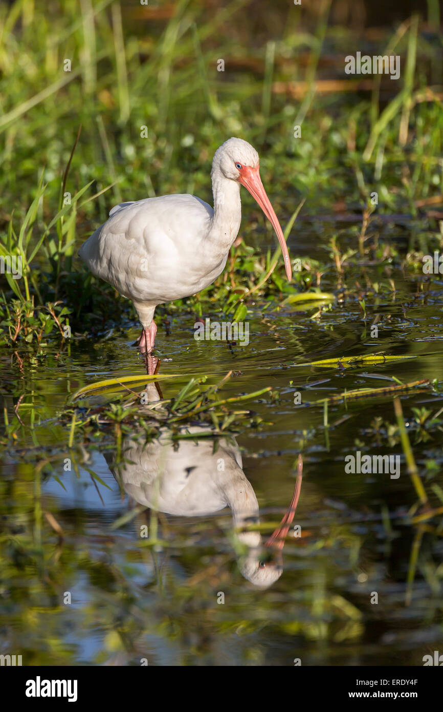 White Ibis (Eudocimus albus) wading in water, Everglades National Park