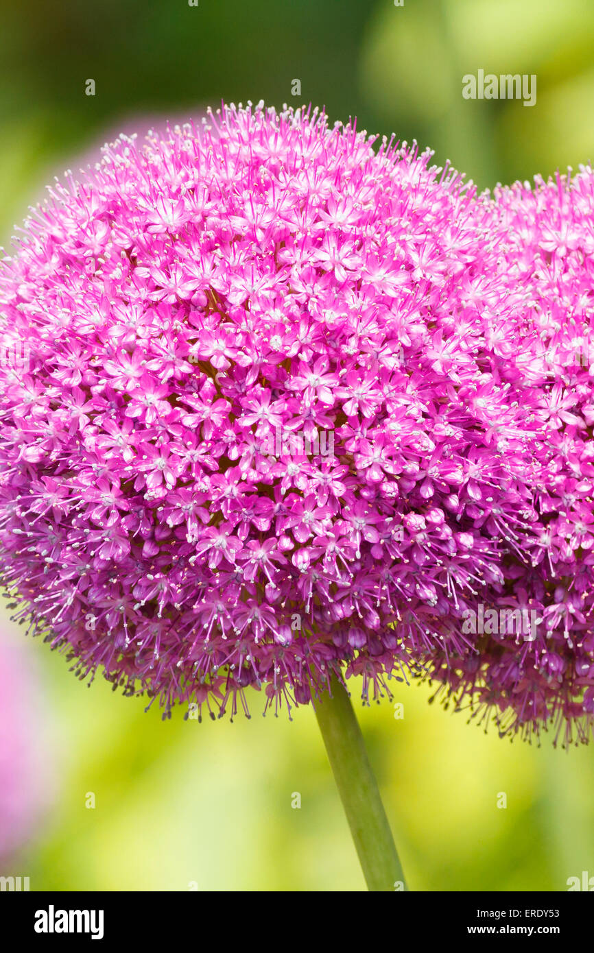 Beautiful purple Allium flowers close-up Stock Photo