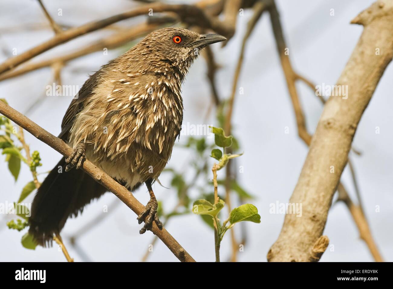 Arrow-marked babbler Stock Photo
