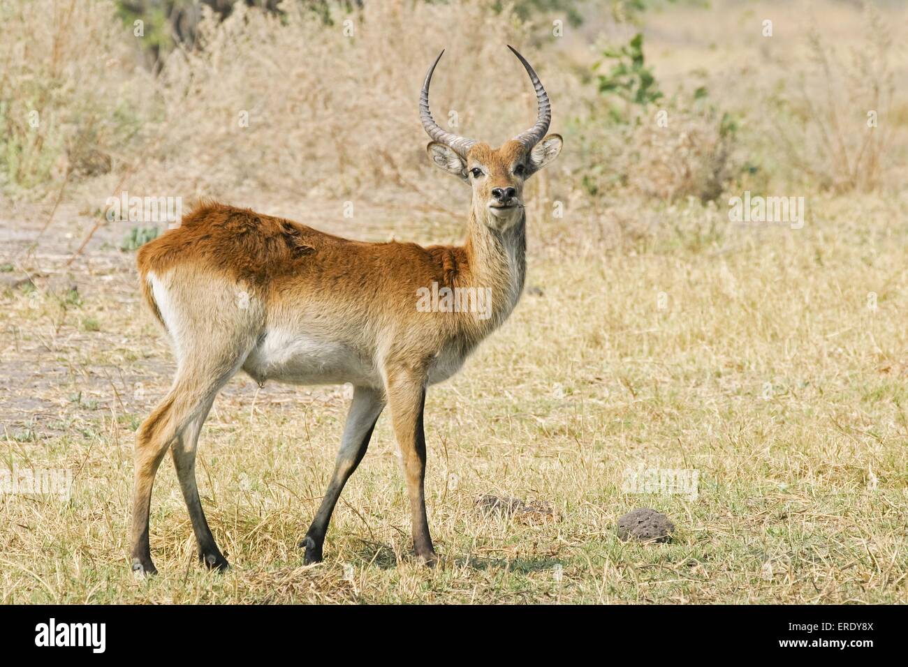 Lechwe antelope Stock Photo