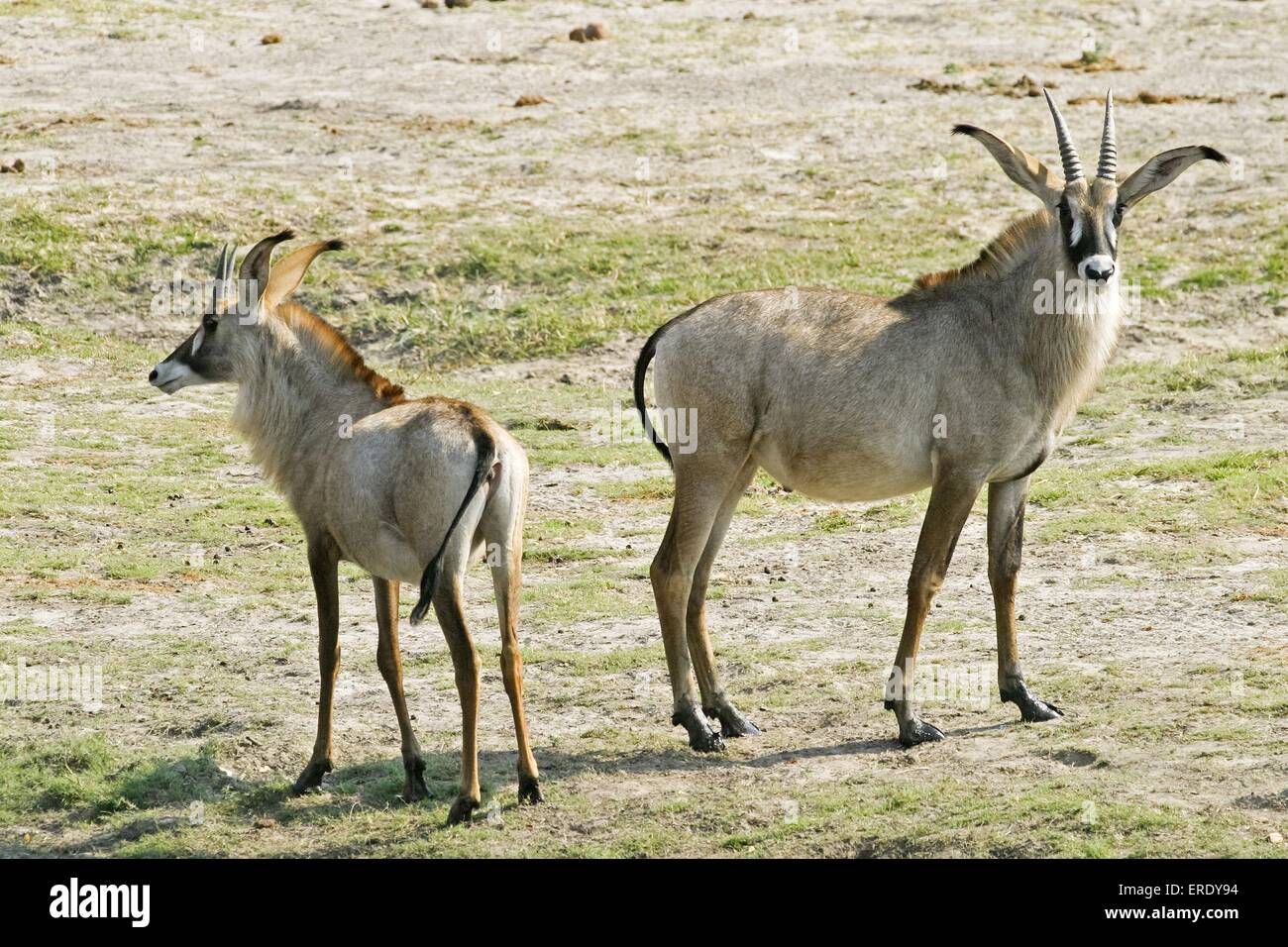 Roan antelopes Stock Photo