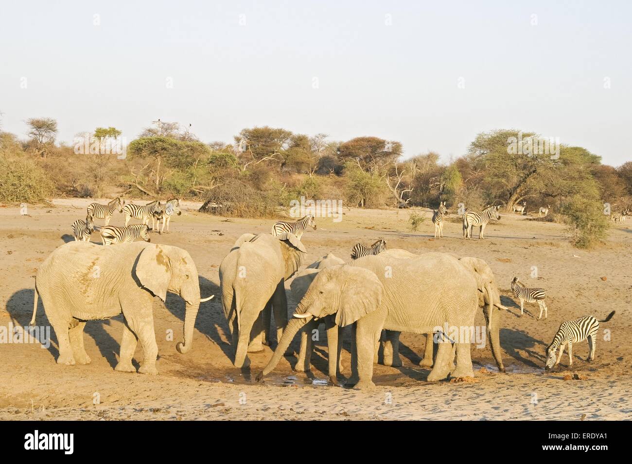 African Elephants and zebras Stock Photo Alamy