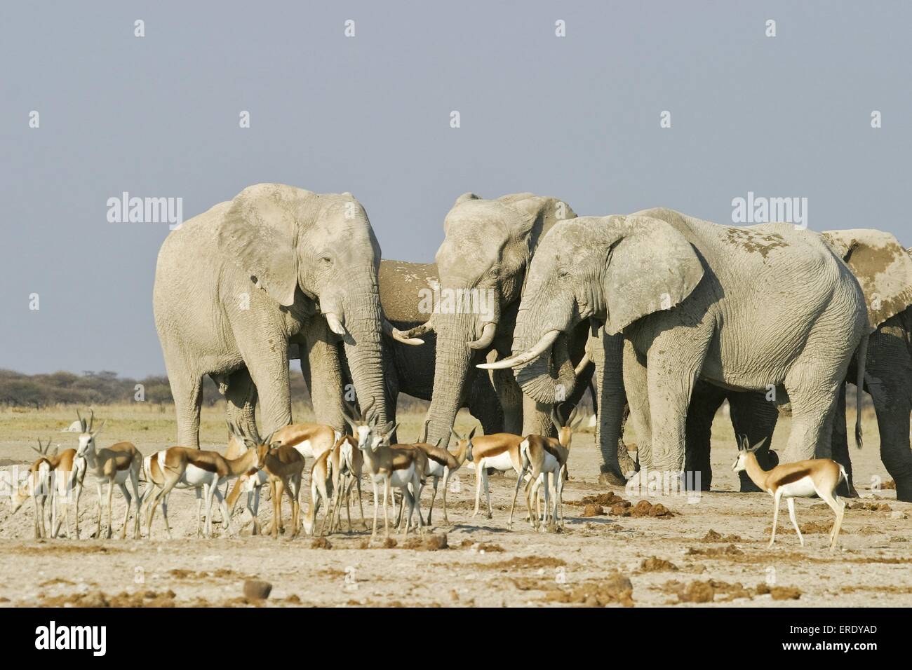 African Elephants and springboks Stock Photo