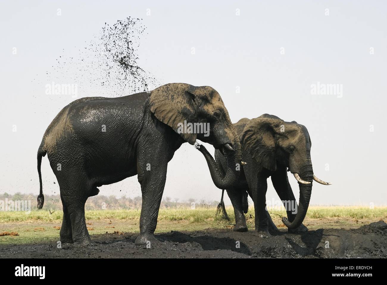 African Elephants at body care Stock Photo