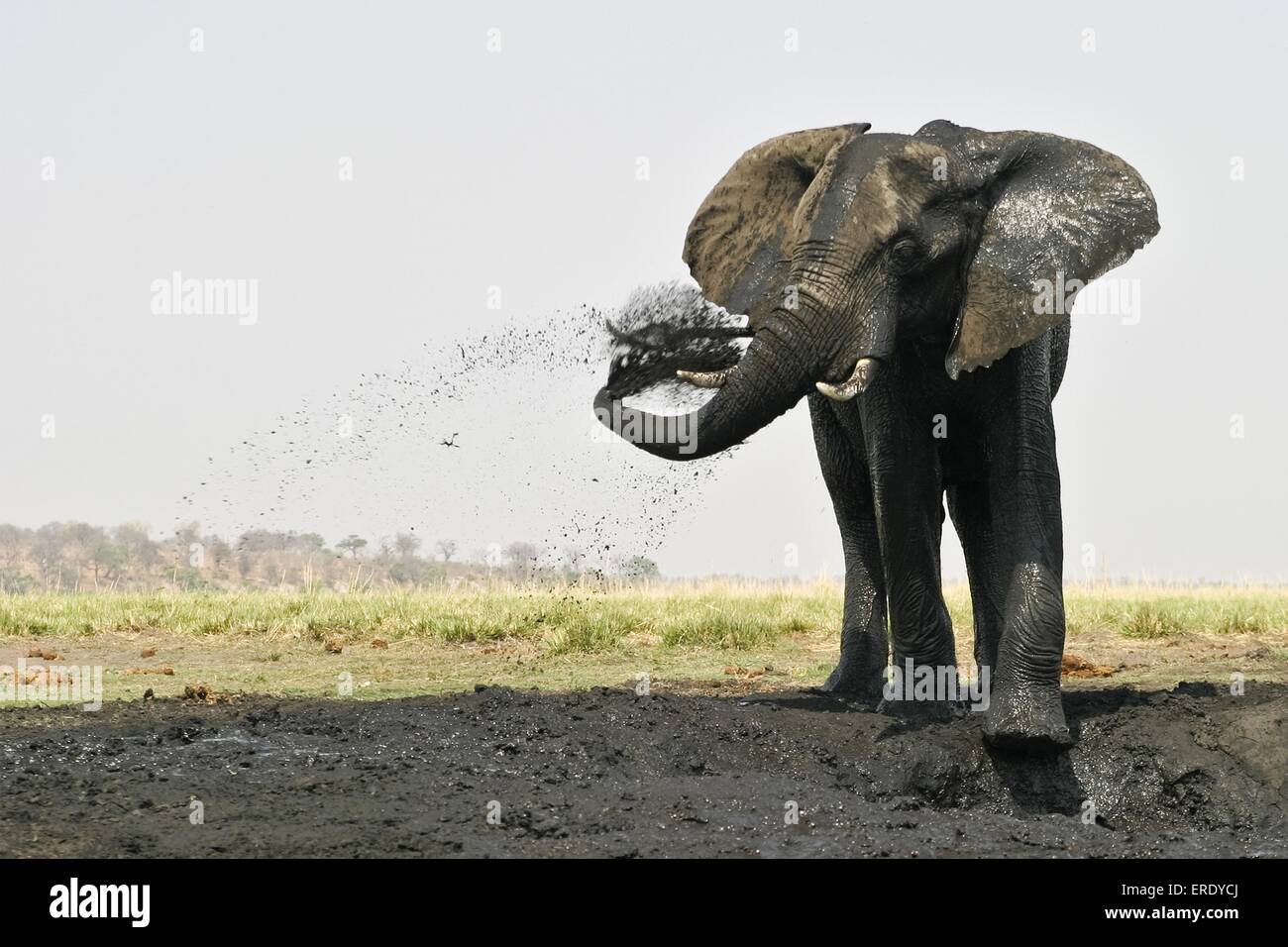 African Elephant at body care Stock Photo
