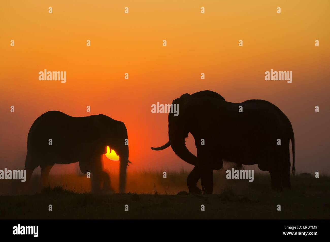 Two elephants silhouette hi-res stock photography and images - Alamy