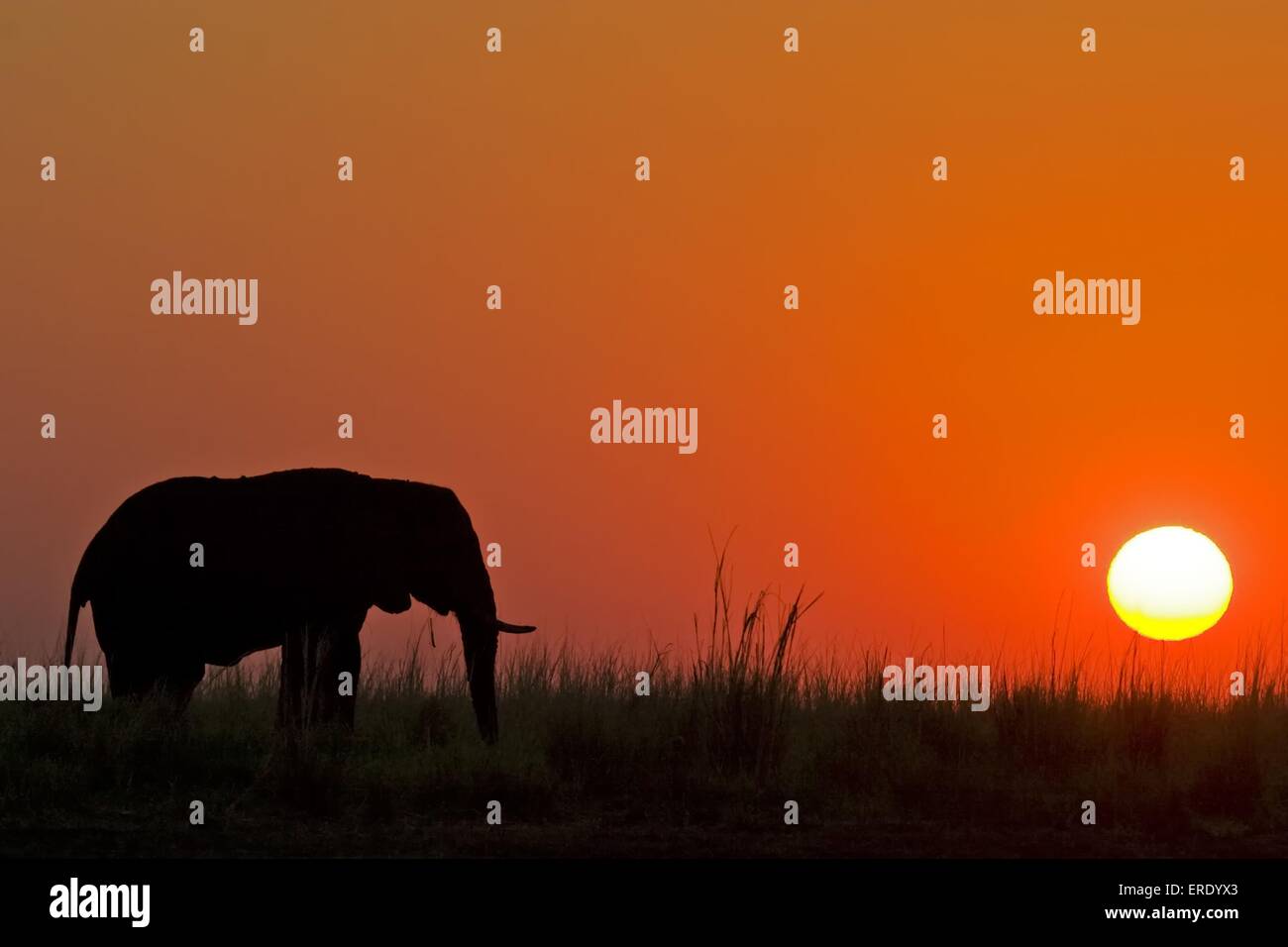 Elephant outline hi-res stock photography and images - Alamy