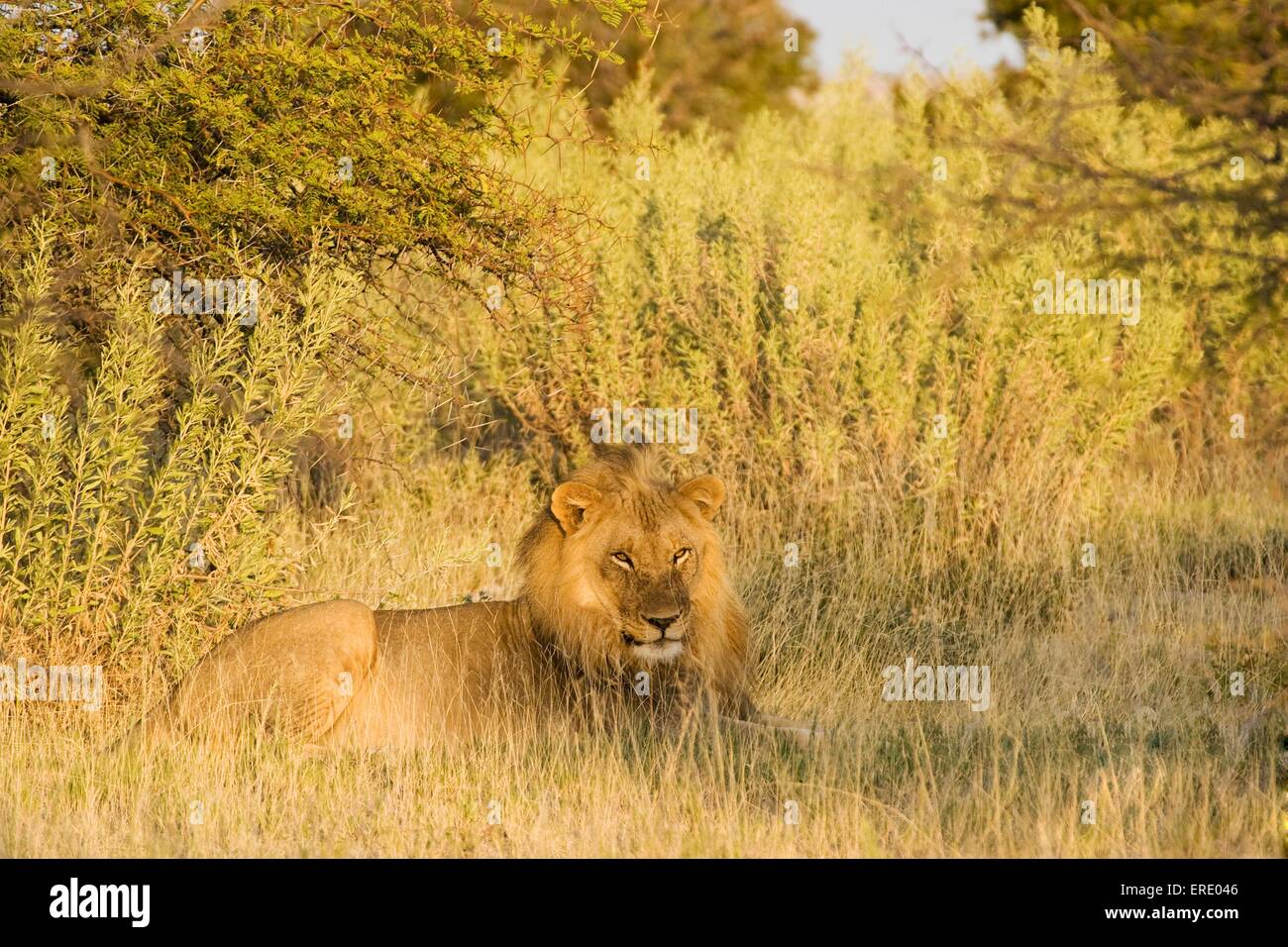 Lion bushes hi-res stock photography and images - Alamy