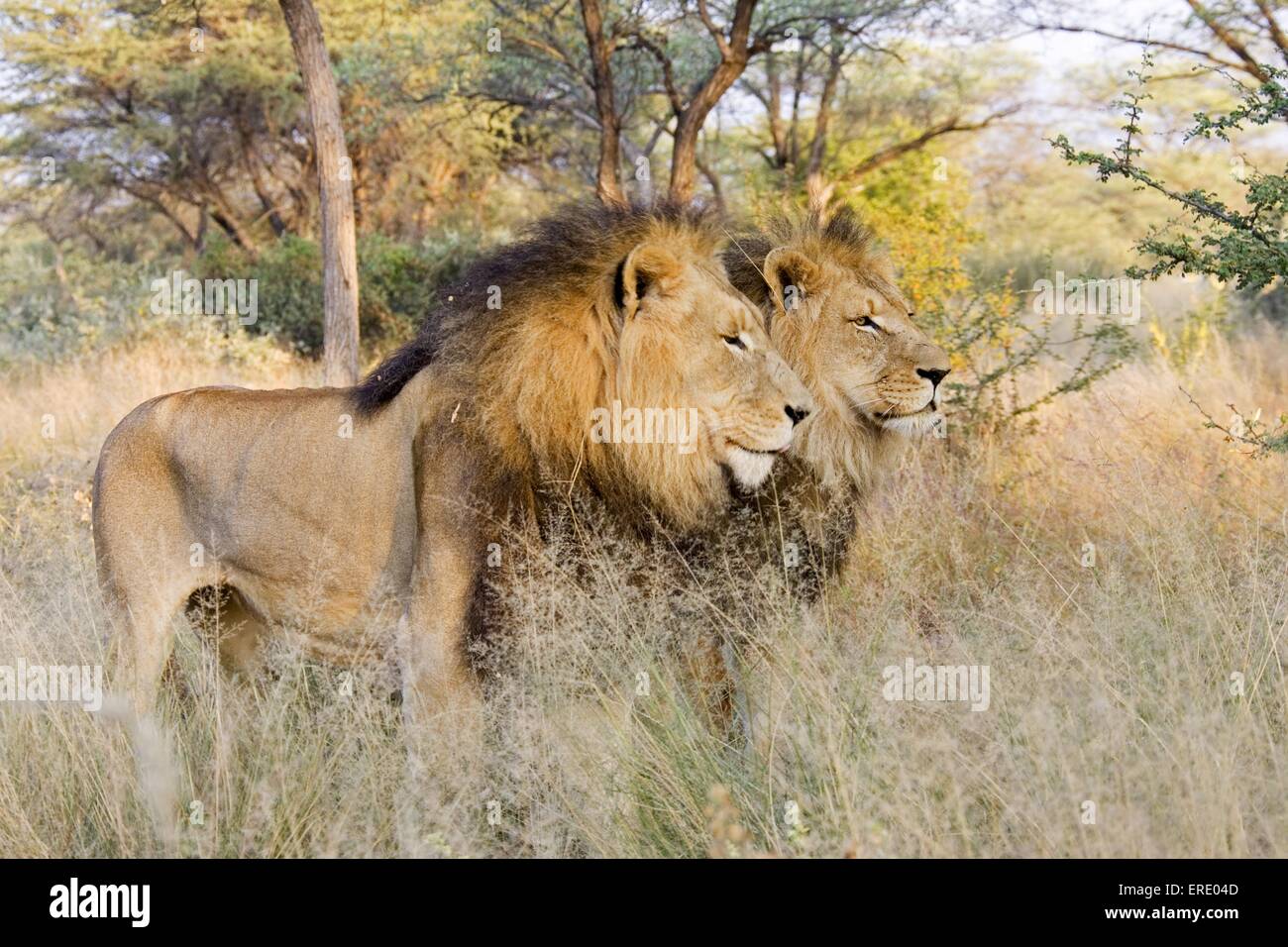 Lions in the bush hi-res stock photography and images - Alamy