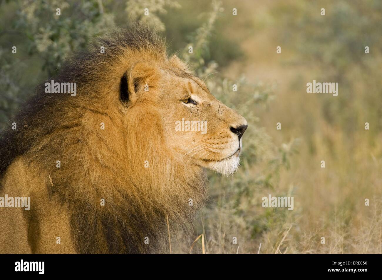 Portrait male lion in bush hi-res stock photography and images - Alamy