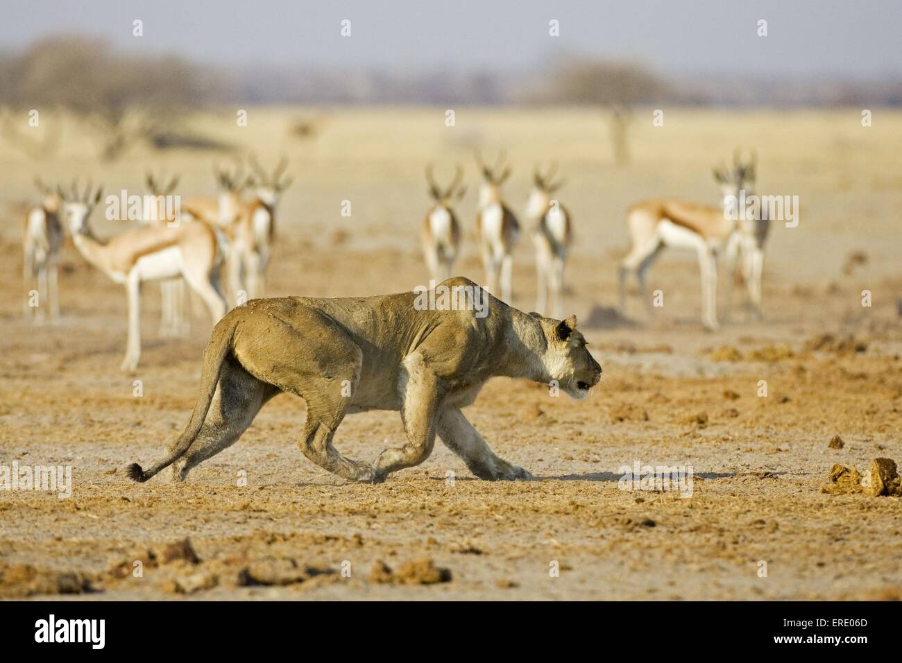 hunting lioness Stock Photo