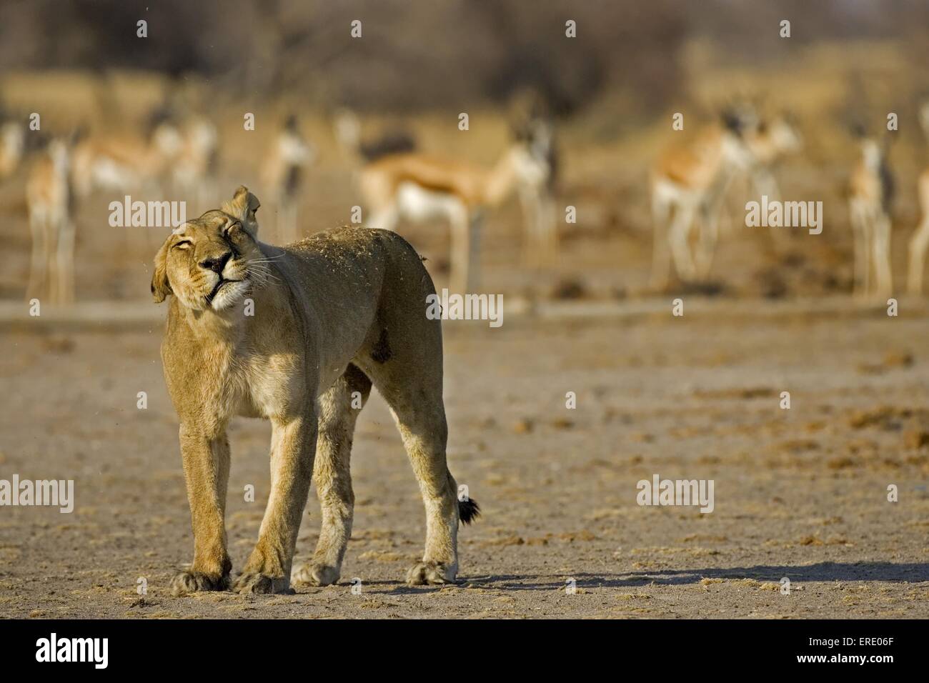 lioness Stock Photo