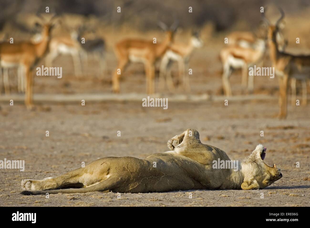 lioness Stock Photo