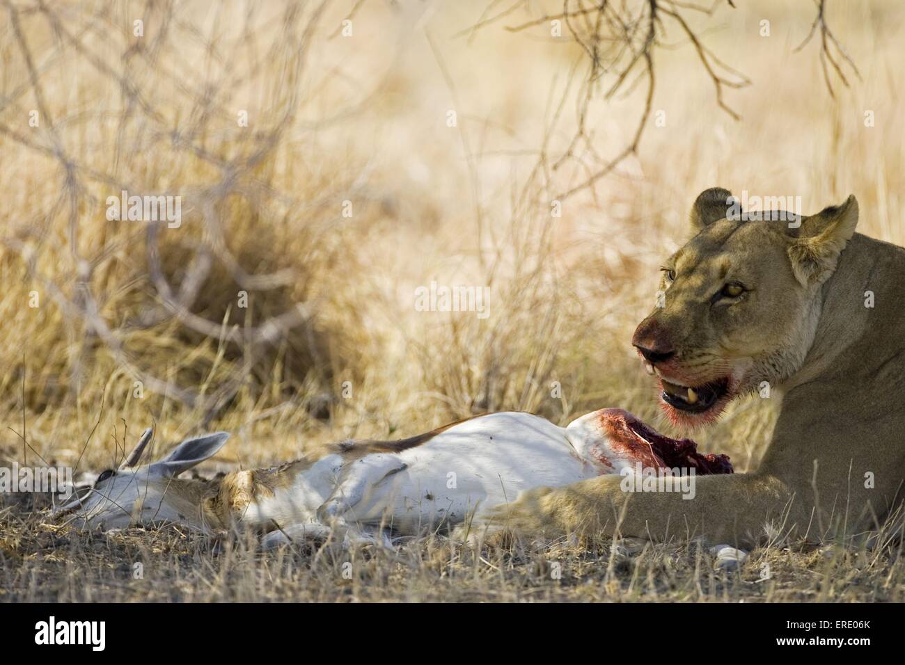 eating lioness Stock Photo